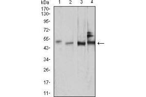 Western blot analysis using SMAD1 mouse mAb against NIH/3T3 (1), COS7 (2), HUVEC (3), and C2C12 (4) cell lysate. (SMAD1 antibody  (AA 1-110))