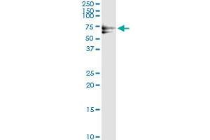 Immunoprecipitation of PLK1 transfected lysate using anti-PLK1 monoclonal antibody and Protein A Magnetic Bead , and immunoblotted with PLK1 MaxPab rabbit polyclonal antibody. (PLK1 antibody  (AA 1-603))