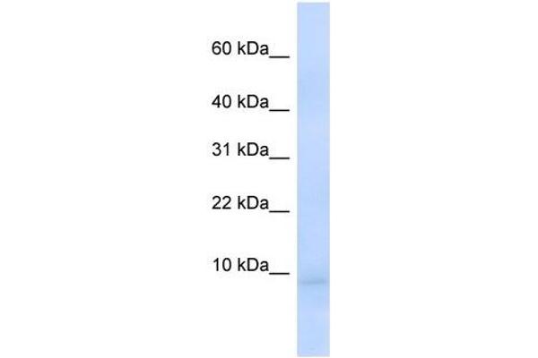 CEND1 antibody  (N-Term)