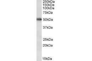 ABIN571239 (0. (CYP2E1 antibody  (Internal Region))