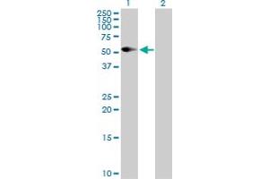 Western Blot analysis of CD86 expression in transfected 293T cell line by CD86 MaxPab polyclonal antibody. (CD86 antibody  (AA 1-329))