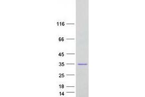 Validation with Western Blot (Testis Expressed 40 (TEX40) protein (Myc-DYKDDDDK Tag))