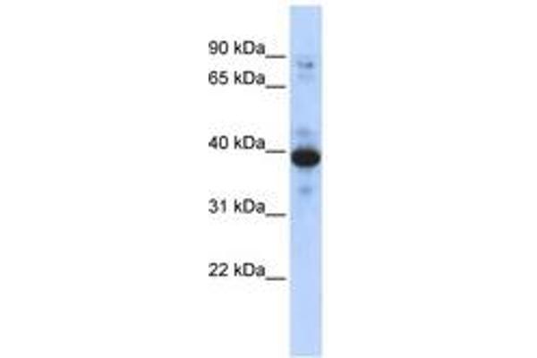 RNF34 antibody  (AA 143-192)