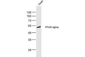 Mouse heart lysates probed with PPAR alpha Polyclonal Antibody, Unconjugated  at 1:300 dilution and 4˚C overnight incubation. (PPARA antibody  (AA 181-280))