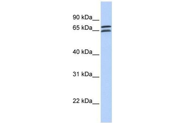 DCP1B 抗体  (N-Term)