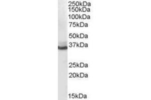 Western Blotting (WB) image for anti-Aldo-keto Reductase Family 1 Member C4 (AKR1C4) (N-Term) antibody (ABIN2465386) (AKR1C4 antibody  (N-Term))