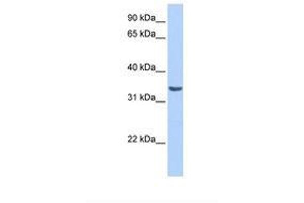 RAB40A antibody  (AA 185-234)