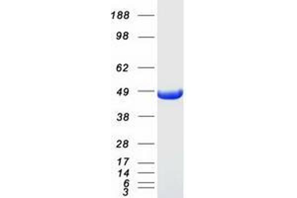 VAT1 Protein (Myc-DYKDDDDK Tag)