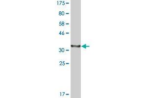 Western Blot detection against Immunogen (37. (DNAJC10 antibody  (AA 688-793))