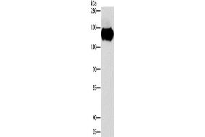 Western Blotting (WB) image for anti-Calpastatin (CAST) antibody (ABIN2429664) (Calpastatin antibody)