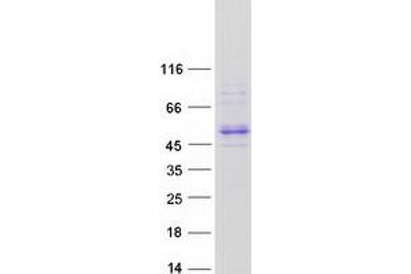 Allantoicase Protein (ALLC) (Transcript Variant 1) (Myc-DYKDDDDK Tag)