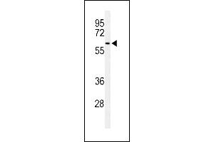 Western blot analysis of SNX27 Antibody (Center) (ABIN653905 and ABIN2843143) in 293 cell line lysates (35 μg/lane). (SNX27 antibody  (AA 313-340))