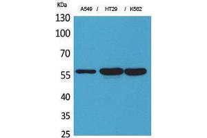 Western Blotting (WB) image for anti-Protein Disulfide Isomerase Family A, Member 3 (PDIA3) (Internal Region) antibody (ABIN3178251) (PDIA3 antibody  (Internal Region))
