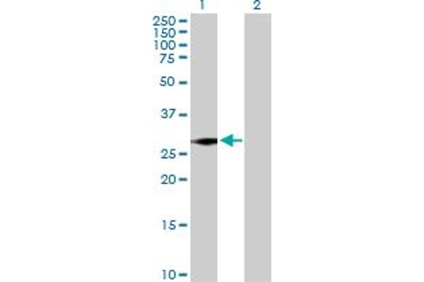 SNRPN antibody  (AA 1-240)