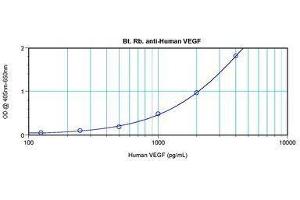 Image no. 2 for anti-Vascular Endothelial Growth Factor A (VEGFA) antibody (Biotin) (ABIN465472) (VEGFA antibody  (Biotin))