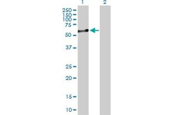 Nucleobindin 1 antibody  (AA 1-461)