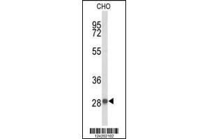 Western blot analysis of YIPF5 Antibody in CHO cell line lysates (35ug/lane) (YIPF5 antibody  (N-Term))