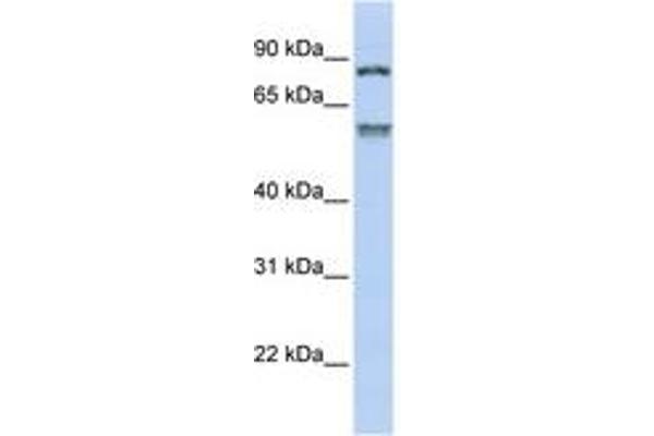 TRIM50 antibody  (AA 360-409)