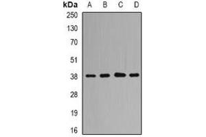 Western blot analysis of QKI expression in HL60 (A), Hela (B), mouse brain (C), rat liver (D) whole cell lysates. (QKI antibody)