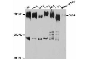 Western blot analysis of extracts of various cell lines, using CHD9 antibody (ABIN6290193) at 1:3000 dilution. (CHD9 antibody)