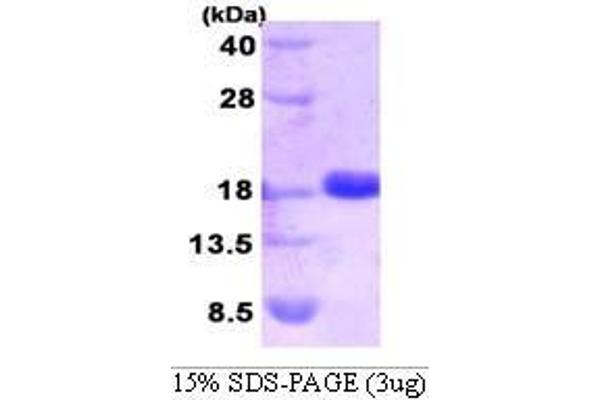 SUMO2 Protein (AA 1-93)