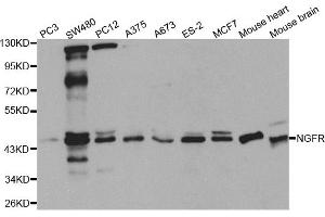 Western blot analysis of extracts of various cell lines, using NGFR antibody. (NGFR antibody)