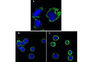 Confocal immunofluorescence analysis of Hela cells (A), BCBL-1 cells (B) and L1210 cells (C) using MPS1 antibody (green). (Mps1 antibody)
