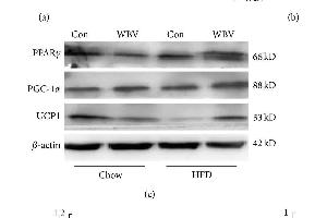 ATP content and BAT associated protein level in intrascapular BAT. (PPARG antibody  (AA 315-420))