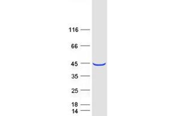 Pleckstrin 2 Protein (PLEK2) (Myc-DYKDDDDK Tag)