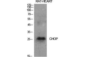 Western Blot analysis of various cells using CHOP Polyclonal Antibody diluted at 1:1000. (DDIT3 antibody  (AA 60-140))