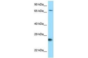 Image no. 1 for anti-BCL2-Associated Athanogene (BAG1) (AA 75-124) antibody (ABIN6748116) (BAG1 antibody  (AA 75-124))