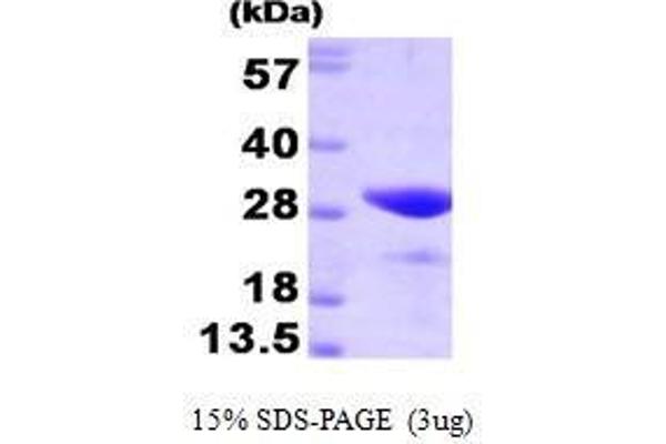 FKBP3 Protein (AA 1-224)