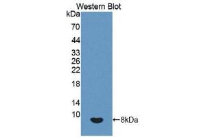 Western Blotting (WB) image for anti-Insulin-Like Growth Factor 2 (IGF2) (AA 25-91) antibody (ABIN1078199) (IGF2 antibody  (AA 25-91))