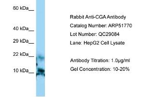 Western Blotting (WB) image for anti-Glycoprotein Hormones, alpha Polypeptide (CGA) (N-Term) antibody (ABIN2784619) (CGA antibody  (N-Term))