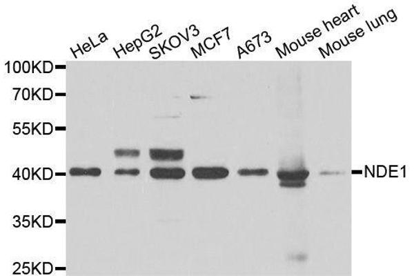 NDE1 antibody  (AA 1-110)