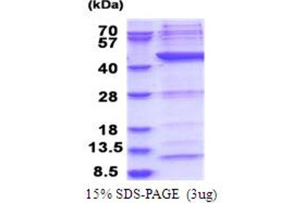 POLR1C Protein (AA 1-349) (His tag)