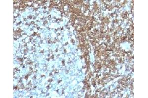 IHC analysis of FFPE human tonsil with CD50 antibody (clone 186-2G9). (ICAM-3/CD50 antibody)
