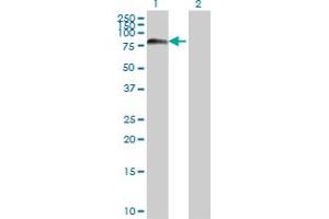 Western Blot analysis of FOXJ2 expression in transfected 293T cell line by FOXJ2 monoclonal antibody (M06), clone 1C3. (Forkhead Box J2 antibody  (AA 475-574))