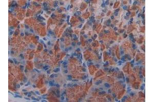 DAB staining on IHC-P; Samples: Mouse Stomach Tissue (Klotho beta antibody  (AA 380-506))