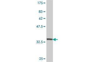 Western Blot detection against Immunogen (38. (Riboflavin Kinase antibody  (AA 53-162))