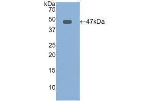 Western blot analysis of recombinant Human FBN1. (Fibrillin 1 antibody  (AA 246-389))