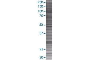 Western Blotting (WB) image for FCN3 293T Cell Transient Overexpression Lysate(Denatured) (ABIN1334137)