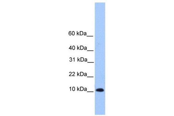 TRAPPC6B antibody  (Middle Region)