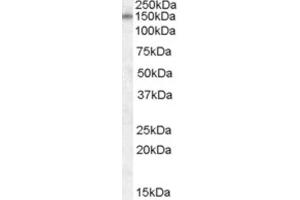 Western Blotting (WB) image for anti-Discs, Large Homolog 1 (DLG1) (Internal Region) antibody (ABIN2466677) (DLG1 antibody  (Internal Region))