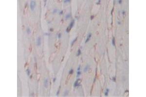 IHC-P analysis of Mouse Tissue, with DAB staining. (TNFRSF10B antibody  (AA 54-180))