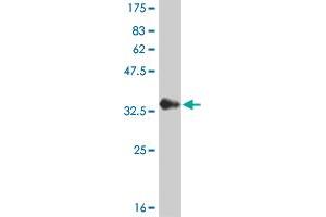 Western Blot detection against Immunogen (33 KDa) . (CHP antibody  (AA 1-66))