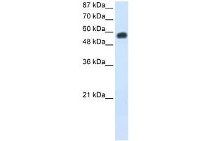 NOC4L antibody used at 0. (NOC4L antibody)