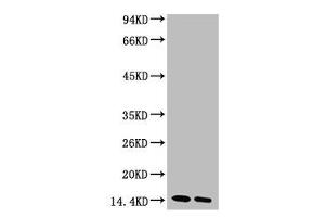 Western blot analysis of Hela, diluted at 1) 1:1000 2) 1:3000 (Di-Methyl-Histone H3(K27) (H3K27me2) antibody)