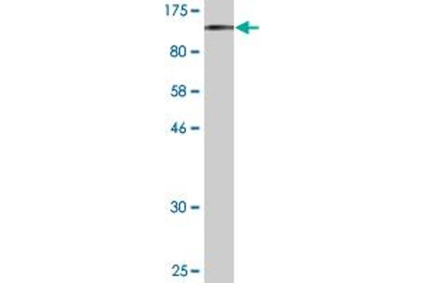 RNF103 antibody  (AA 1-685)