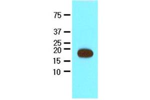 Western Blotting (WB) image for anti-Streptavidin (AA 25-183) antibody (ABIN317567) (Streptavidin antibody  (AA 25-183))